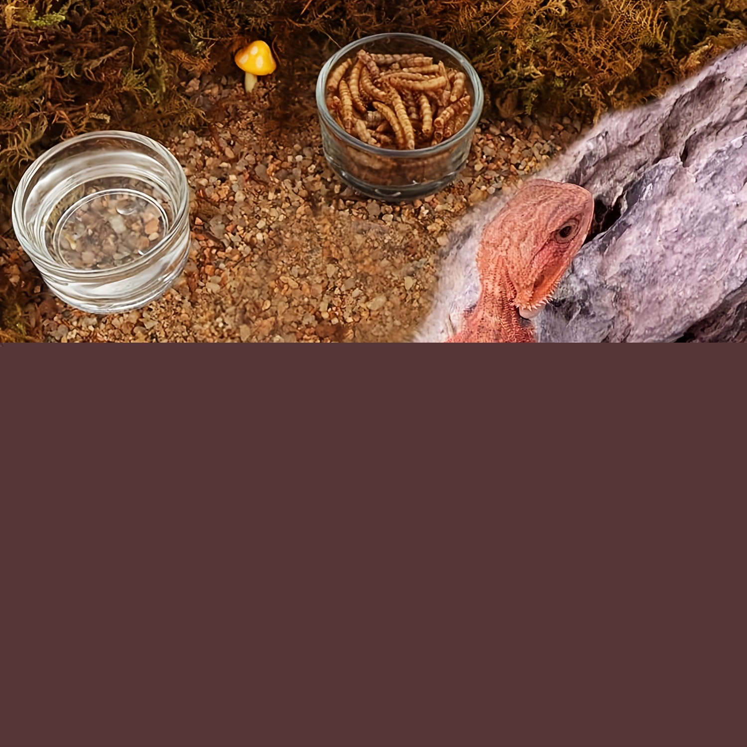 Cam Akvaryum Mini Boy Karides  - Pet Supplies Fish incelemesi ve fiyatı